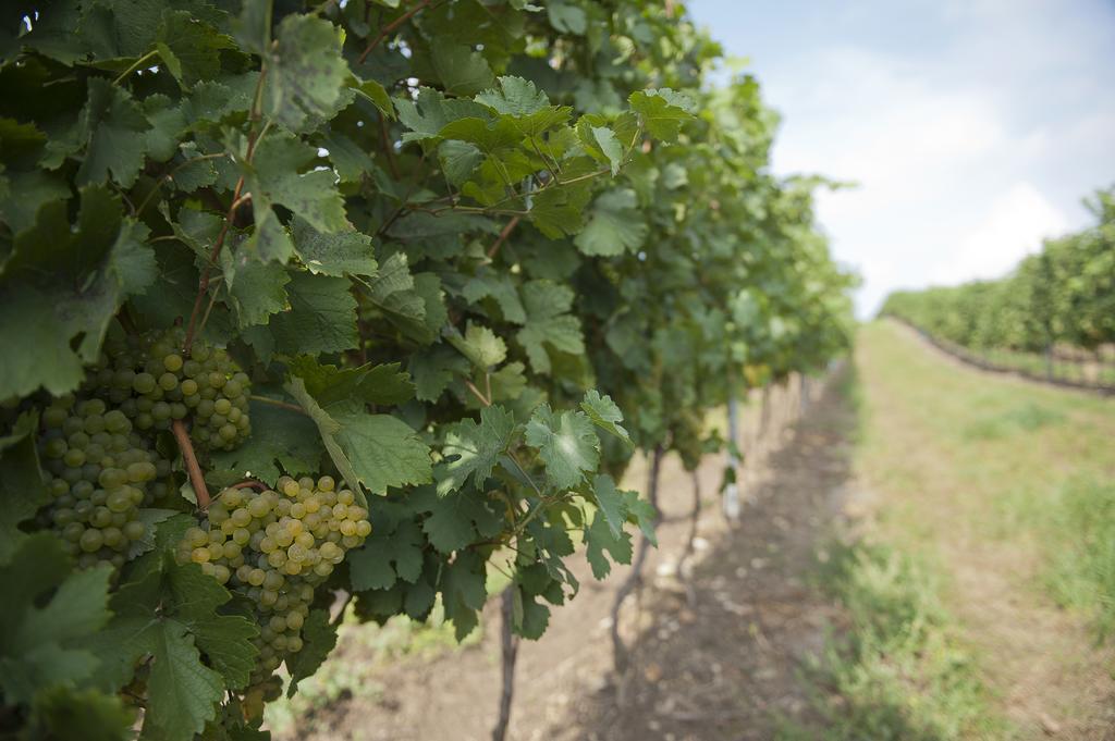 Weingut Martinshof Ξενοδοχείο Sankt Ulrich  Εξωτερικό φωτογραφία